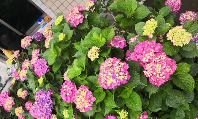 在室内种植哪种花比较好？