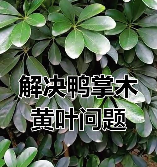 鸭掌木夏季养护要点是什么？如何避免黄叶？