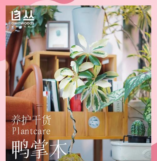 鸭掌木夏季养护要点是什么？如何避免黄叶？