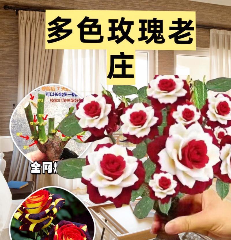 玫瑰如何种植？种植玫瑰需要注意哪些问题？