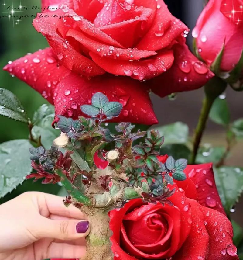 玫瑰如何种植？种植玫瑰需要注意哪些问题？