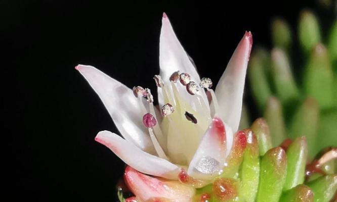 白花小松繁殖的正确步骤是什么？