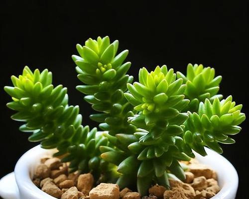 白花小松繁殖的正确步骤是什么？