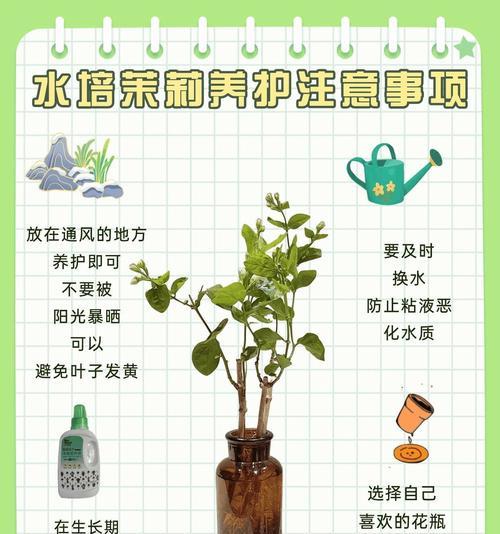 茉莉树的养殖技巧有哪些？