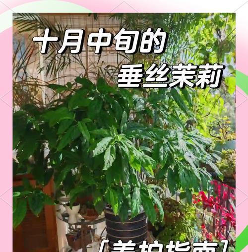 茉莉树的养殖技巧有哪些？