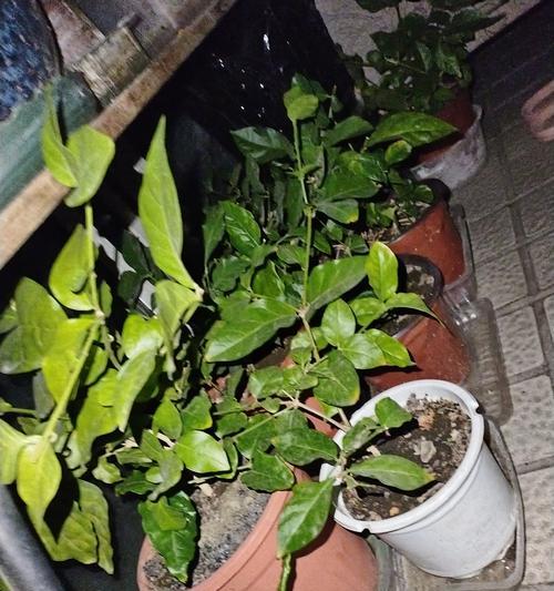 茉莉树的养殖技巧有哪些？