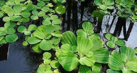 常见的水生植物有哪些种类？它们各自有什么特点？