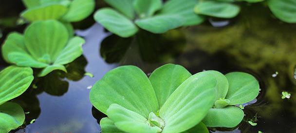 常见的水生植物有哪些种类？它们各自有什么特点？