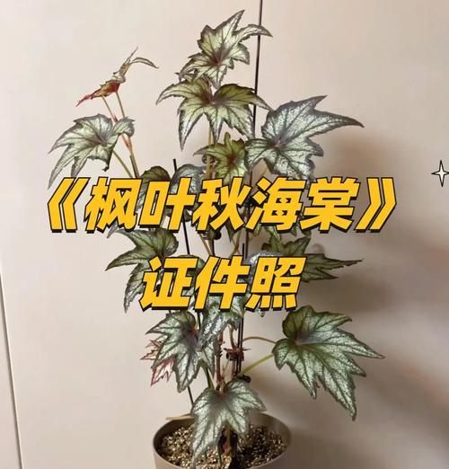 大叶海棠修剪技巧是什么？如何正确修剪大叶海棠？