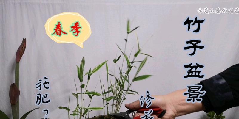 盆景竹子的养护方法是什么？如何修剪盆景竹子？