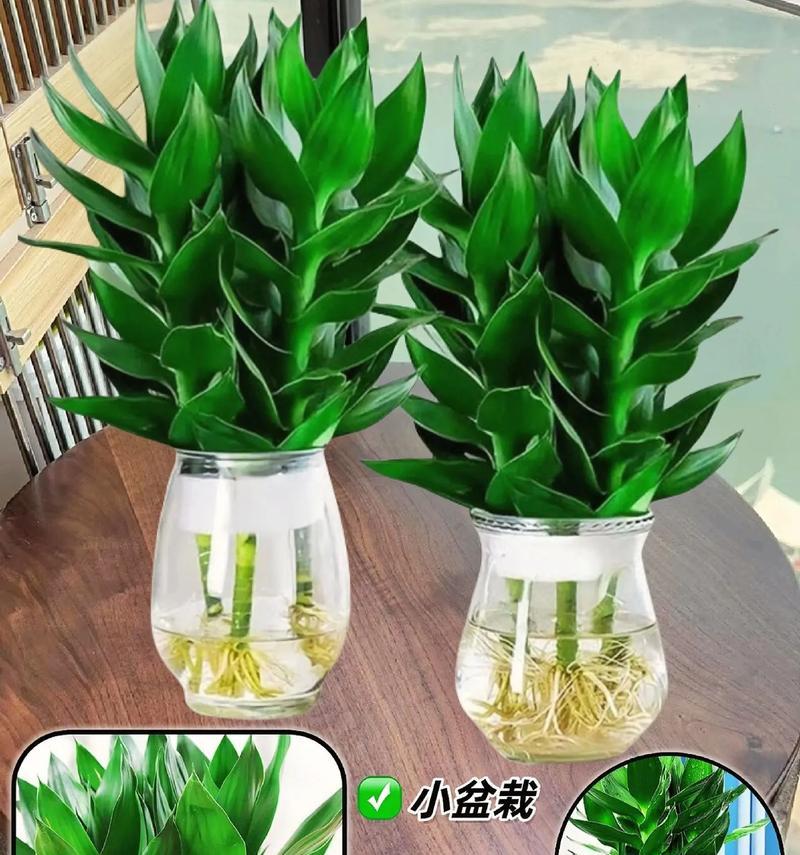 盆景竹子的养护方法是什么？如何修剪盆景竹子？