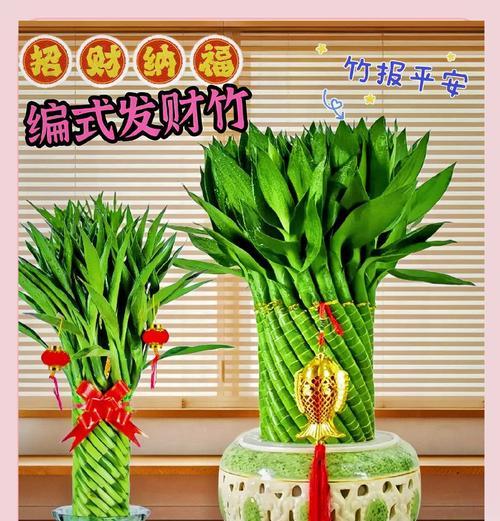 盆景竹子的养护方法是什么？如何修剪盆景竹子？