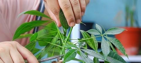 发财树修剪有哪些禁忌？如何正确修剪发财树？