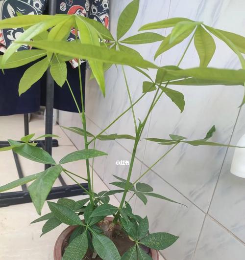 发财树修剪有哪些禁忌？如何正确修剪发财树？