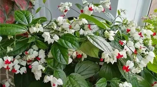 龙吐珠开花的条件是什么？如何促进其开花？