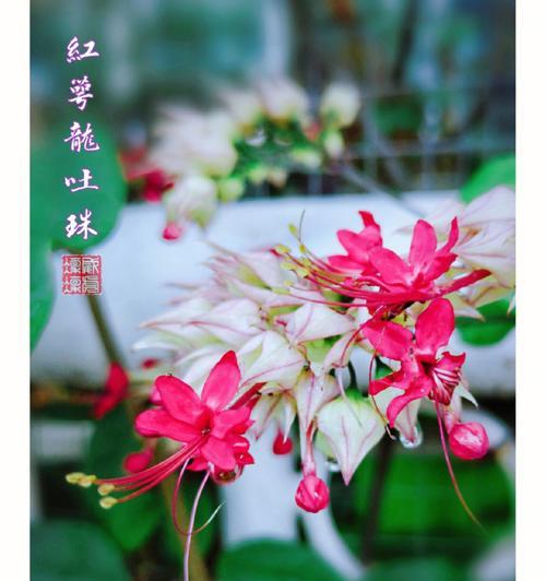 龙吐珠开花的条件是什么？如何促进其开花？
