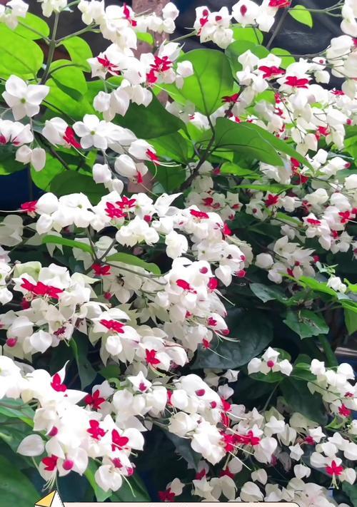 龙吐珠开花的条件是什么？如何促进其开花？