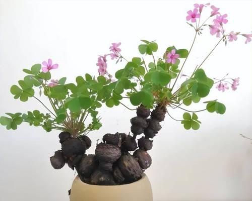 三叶草的种植步骤有哪些？如何保证三叶草的高成活率？