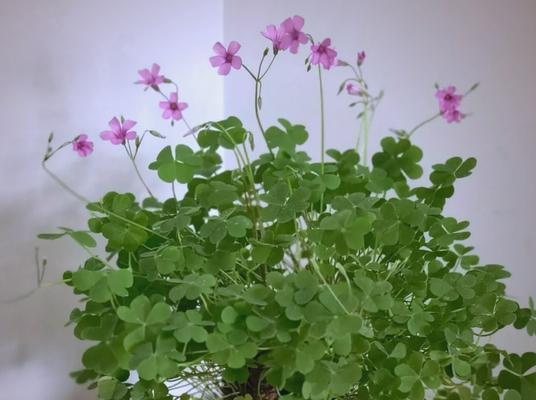 三叶草的种植步骤有哪些？如何保证三叶草的高成活率？