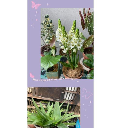 百合和玫瑰的种植技巧有哪些？它们的养护要点是什么？
