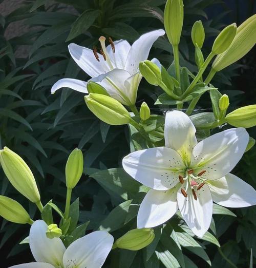 百合和玫瑰的种植技巧有哪些？它们的养护要点是什么？