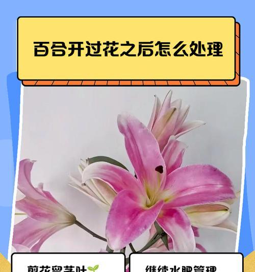 百合和玫瑰的种植技巧有哪些？它们的养护要点是什么？