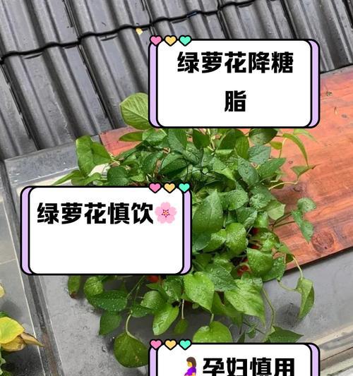 绿萝根部腐烂的原因是什么？如何处理和预防？