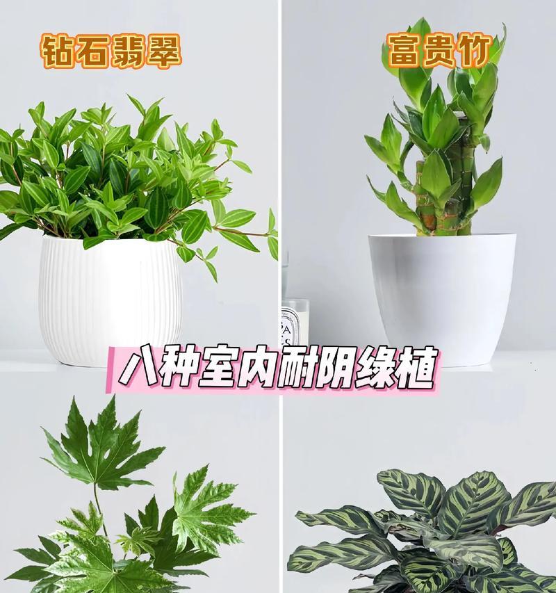 哪些植物适合在阴暗环境中生长？喜阴植物的养护要点是什么？