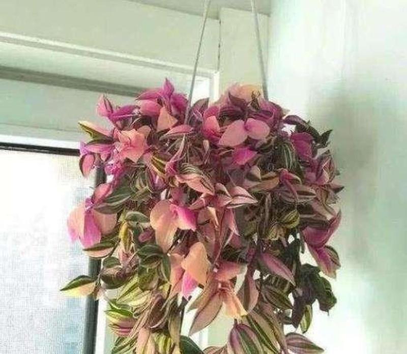 哪些植物适合在阴暗环境中生长？喜阴植物的养护要点是什么？