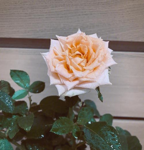 切花玫瑰花期能持续多久？如何延长切花玫瑰的观赏期？