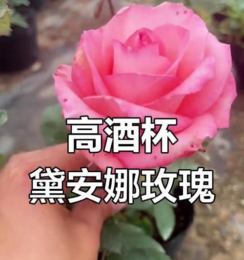 切花玫瑰花期能持续多久？如何延长切花玫瑰的观赏期？