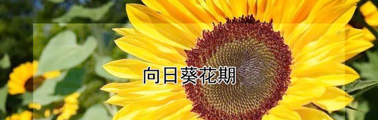 向日葵的花期是什么时候？如何延长其开花时间？