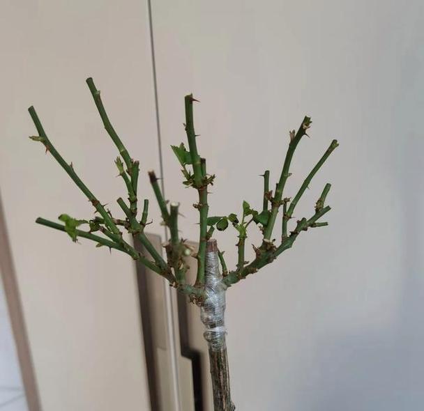 春花修剪的正确方法和技巧有哪些？
