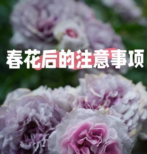 春花修剪的正确方法和技巧有哪些？