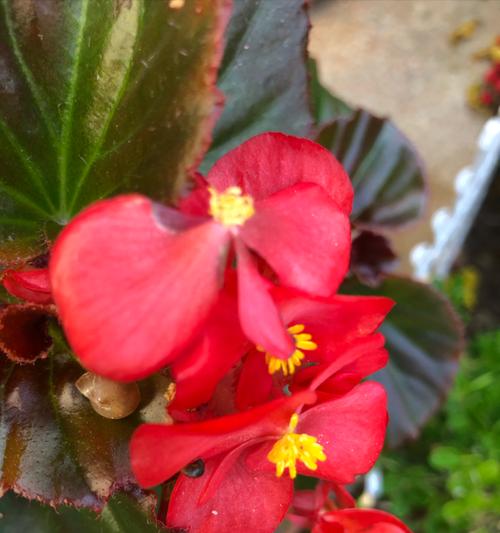 秋海棠花什么时候开花？秋海棠的开花期是什么时候？