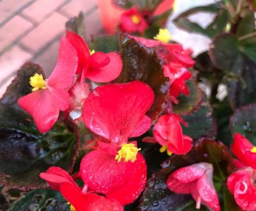 秋海棠花什么时候开花？秋海棠的开花期是什么时候？