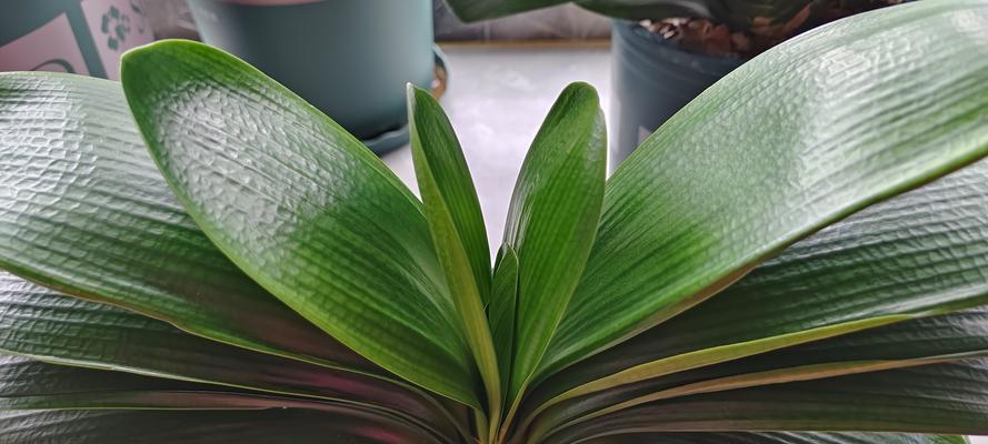 金麒麟花的养护要点是什么？如何确保其茁壮成长？