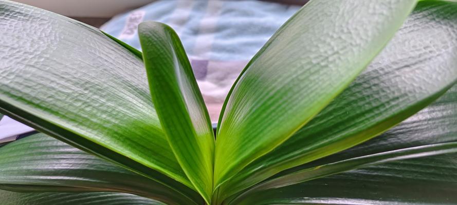 金麒麟花的养护要点是什么？如何确保其茁壮成长？