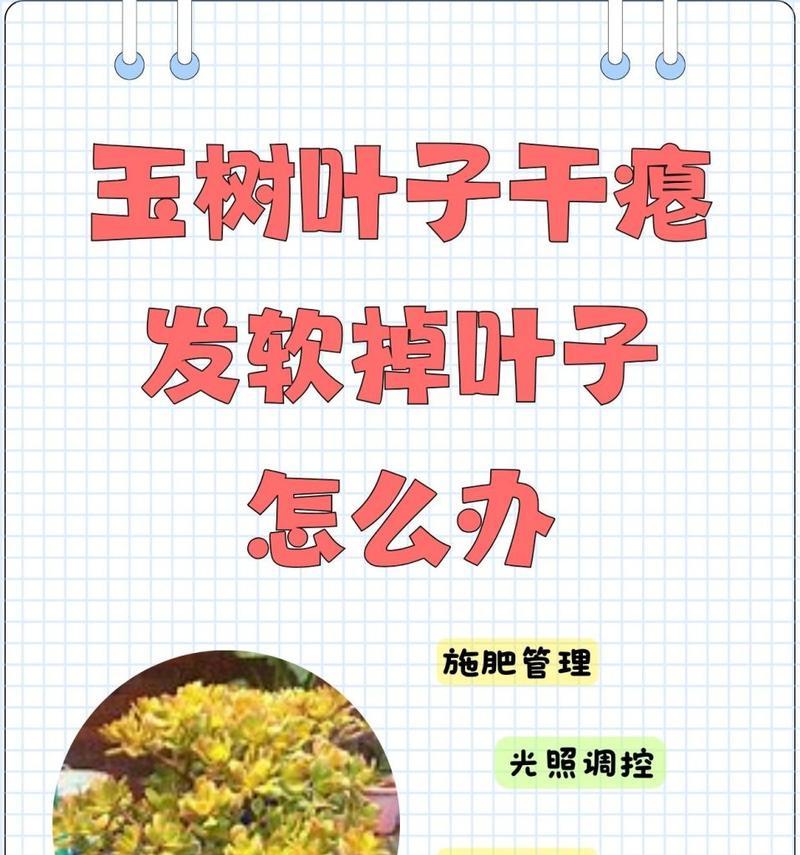 玉树烂根的处理方法是什么？如何预防玉树烂根？