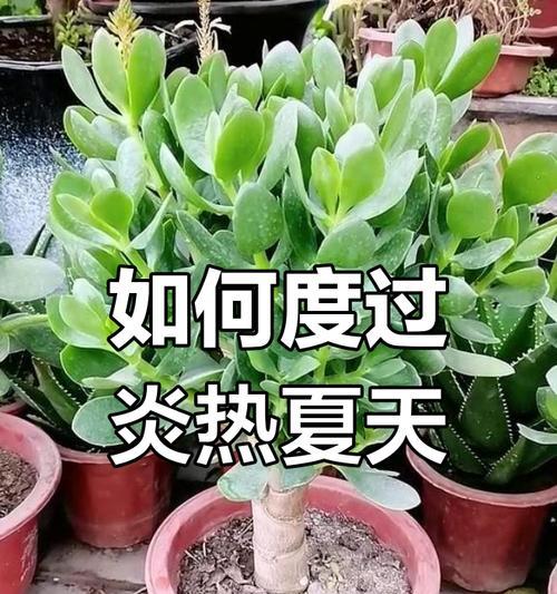 玉树烂根的处理方法是什么？如何预防玉树烂根？
