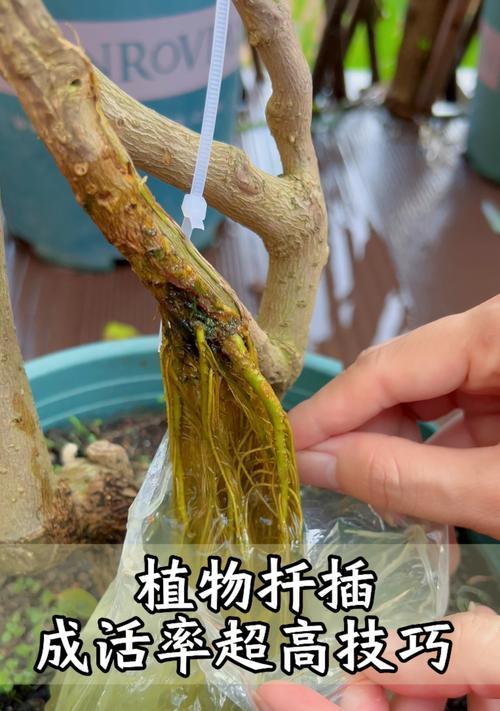 豆瓣绿扦插的最佳方法是什么？如何提高成活率？