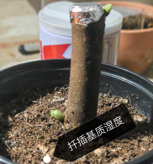豆瓣绿扦插的最佳方法是什么？如何提高成活率？
