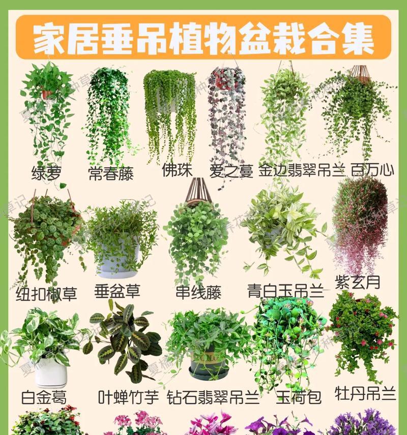 吊兰品种繁多，如何区分它们？