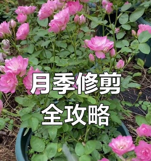 月季花修剪的最佳方法是什么？