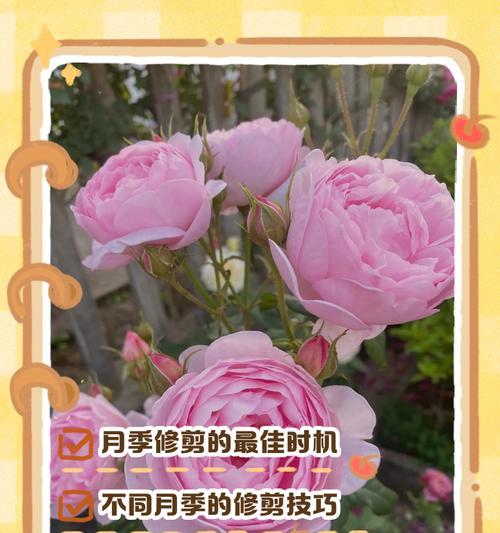 月季花修剪的最佳方法是什么？