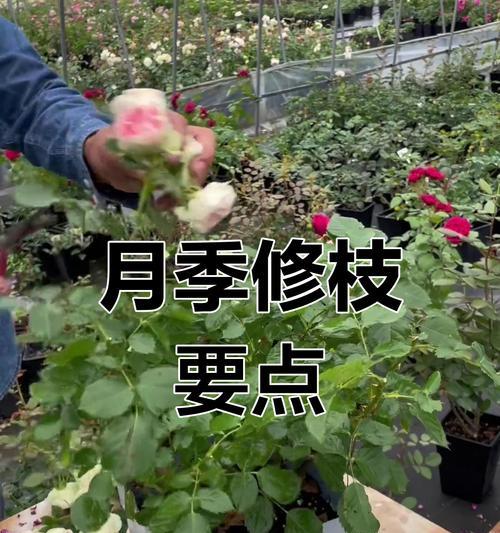 月季花修剪的最佳方法是什么？