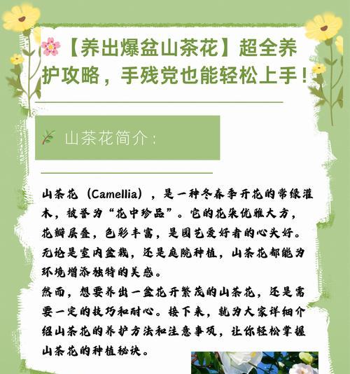 茶花种植的正确方法是什么？怎样才能种出美丽的茶花？