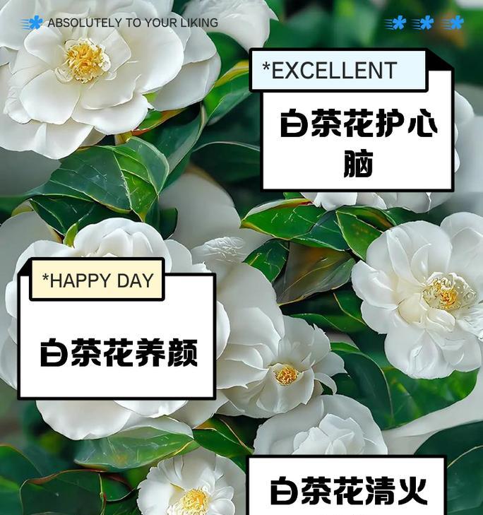 茶花种植的正确方法是什么？怎样才能种出美丽的茶花？