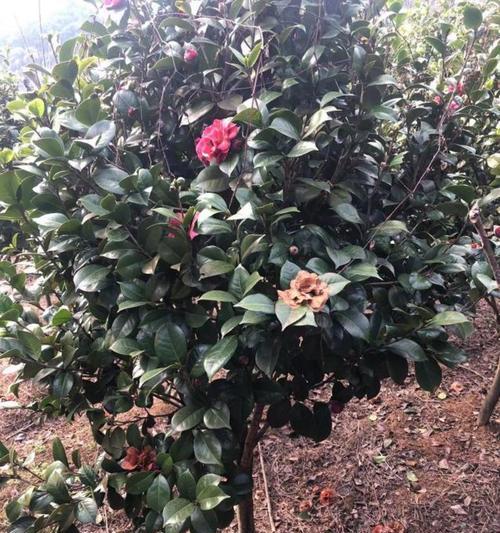 茶花种植的正确方法是什么？怎样才能种出美丽的茶花？