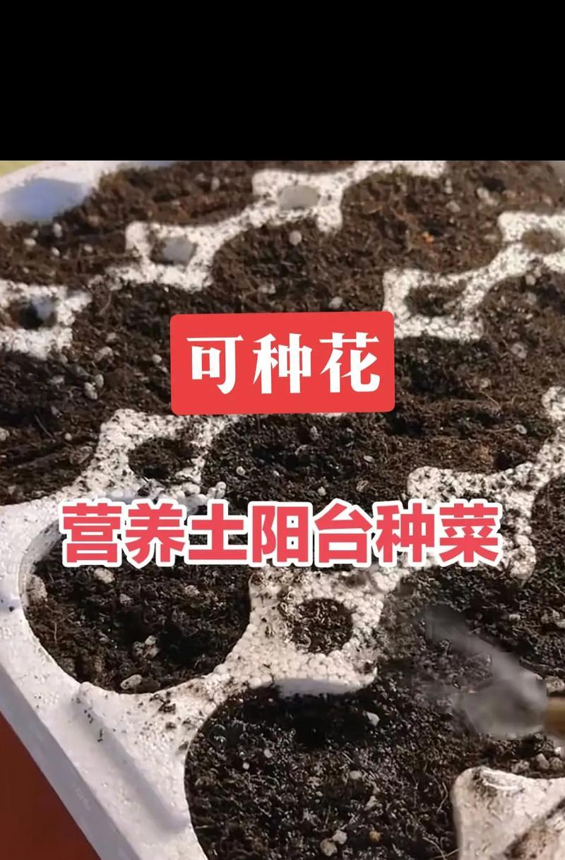 黄毛掌繁殖方法有哪些？如何提高成活率？